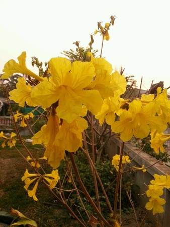 Yellow flowers