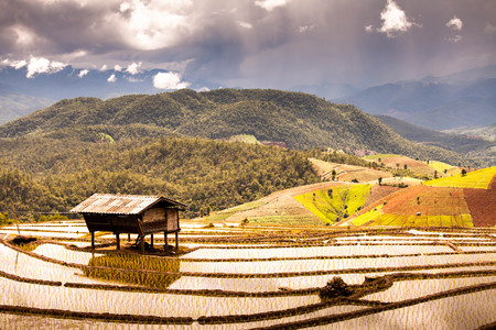 Rice fields on terrace の写真素材