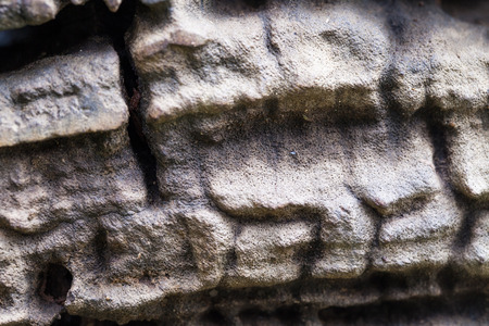 wood texture の写真素材