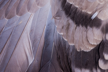  feather pattern の写真素材