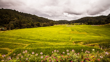 rice fields on terraced-green terraced rice fields.の写真素材