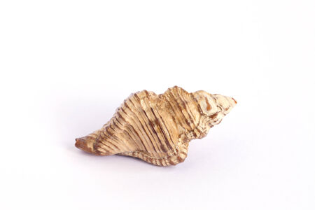 sea shell isolated on white.の写真素材