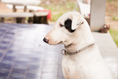 bull-terrier.