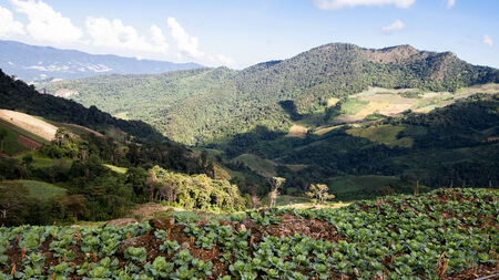 cauliflower field.の写真素材