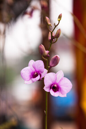 Orchids.の写真素材