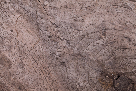 wood texture.の写真素材