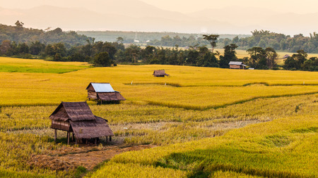 Rice fields on terraced.の写真素材