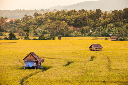 Rice fields on terraced.の写真素材