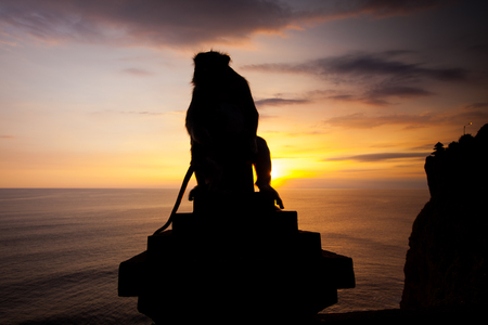 Silhouette monkeys at Uluwatu temple, Bali Indonesia.の写真素材