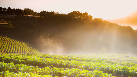 sunrise in strawberry field at doi angkhang mountain, chiangmai, thailand.の写真素材