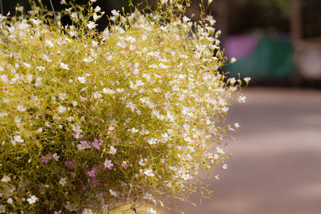 abstract natural background, spring time season.の写真素材