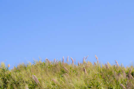 Flowering grass with Blue Sky Backgroundsの写真素材