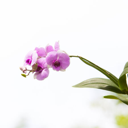 Orchids.の写真素材
