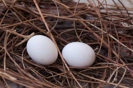 Pigeon nest and two eggs.の写真素材