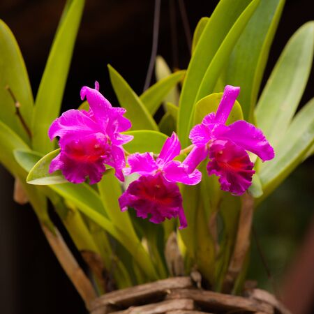 Pink cultivated orchid isolated over black background.の写真素材