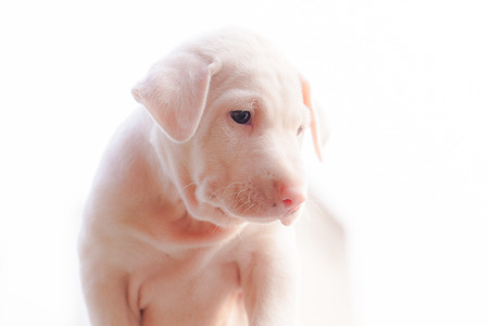 A cute lover puppy dog.の写真素材