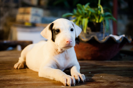 A cute lover puppy dog.の写真素材