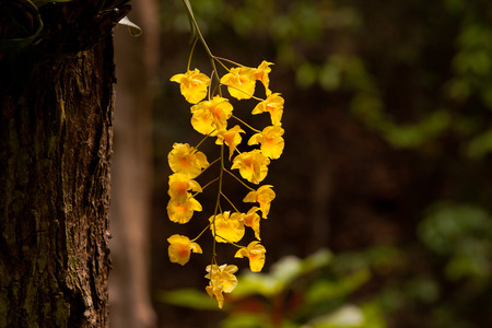 Yellow Honey fragrant orchid  Dendrobium lindleyi Steud on large tree in natural forestの写真素材