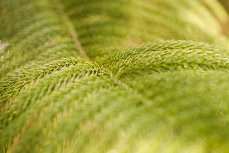 green prickly branches of a furtree or pine background.の写真素材