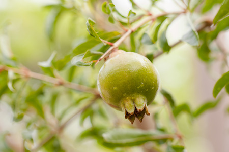 The Green Pomegranate Fruit on Tree Branch.の写真素材
