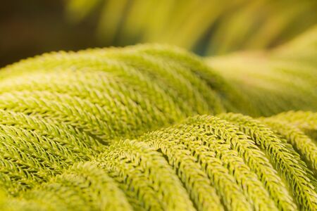 green prickly branches of a furtree or pine background.の写真素材
