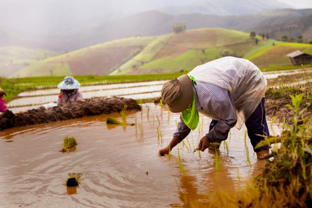 MAE JAM, CHIANG MAI - JULY 16: The unidentified farmers plant rice on their fields on July 16, 2015 in Mae jam, Chiang Mai, Thailand. This work is part of the Thailand farmersのeditorial素材