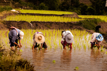 MAE JAM, CHIANG MAI - JULY 16: The unidentified farmers plant rice on their fields on July 16, 2015 in Mae jam, Chiang Mai, Thailand. This work is part of the Thailand farmersのeditorial素材
