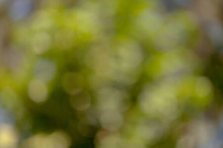 The Abstract Natural Bokeh,blurred bokeh.の写真素材