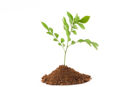 Growing young plant isolate on white background.の写真素材