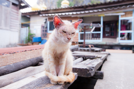 Sick cat with skin disease.の写真素材