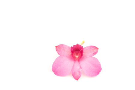 Pink streaked orchid flower, isolatedの写真素材