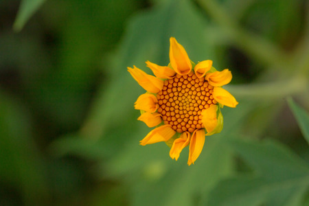 Tree marigold, Mexican tournesol, Mexican sunflower, Japanese sunflower, Nitobe chrysanthemum
