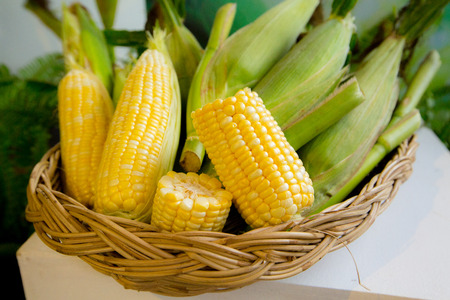 fresh corn in basket,basket of sweet corn.の写真素材