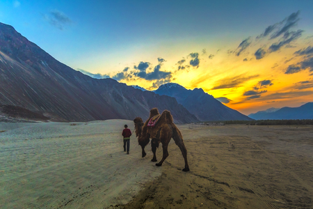 Camel in Nubra Valley, Ladakh, Indiaの写真素材