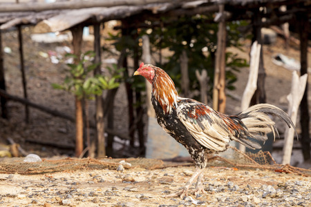 Rooster crowsの写真素材