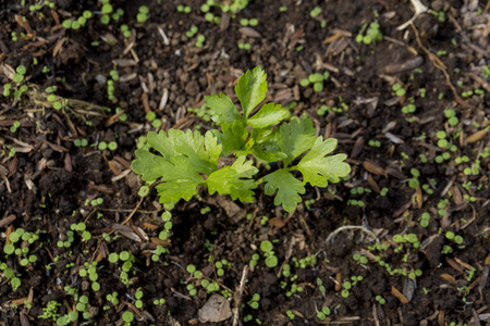 Young plant growing from soilの写真素材