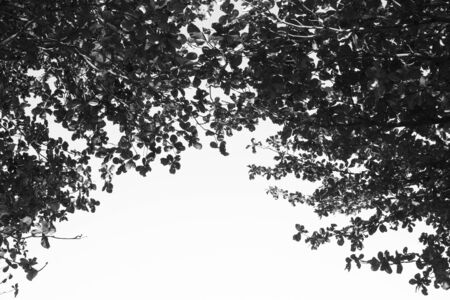 Tree branch and leaves silhouette against white background.の写真素材