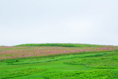 cosmos flowers field background