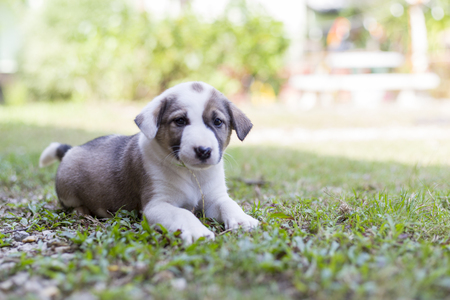 Small cute puppy dogの写真素材