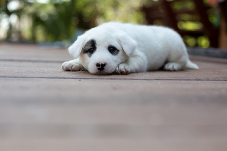 Small cute puppy dogの写真素材
