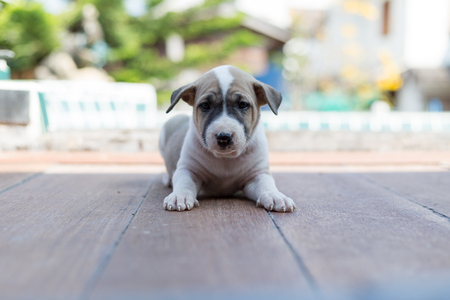 Small cute puppy dogの写真素材