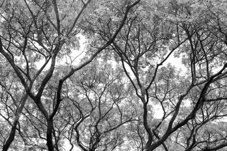 Tree branch and leaves silhouette against white background.の写真素材