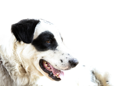 Hi-key images of Pedigree Dogsの写真素材