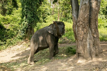 animal, asia, asian, background, beautiful, beauty, big, conservation, elephant, environment, foliage, forest, garden, grass, green, japan, jungle, landscape, large, leaf, mammal, moss, national, natural, nature, outdoor, park, plant, river, rock, safari, stone, strong, summer, thai, thailand, tourism, travel, tree, trees, tropical, trunk, water, wild, wilderness, wildlifeの写真素材