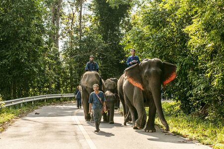 animal, asia, asian, background, beautiful, beauty, big, conservation, elephant, environment, foliage, forest, garden, grass, green, japan, jungle, landscape, large, leaf, mammal, moss, national, natural, nature, outdoor, park, plant, river, rock, safari, stone, strong, summer, thai, thailand, tourism, travel, tree, trees, tropical, trunk, water, wild, wilderness, wildlifeの写真素材