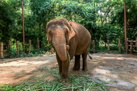 animal, asia, asian, background, beautiful, beauty, big, conservation, elephant, environment, foliage, forest, garden, grass, green, japan, jungle, landscape, large, leaf, mammal, moss, national, natural, nature, outdoor, park, plant, river, rock, safari, stone, strong, summer, thai, thailand, tourism, travel, tree, trees, tropical, trunk, water, wild, wilderness, wildlifeの写真素材