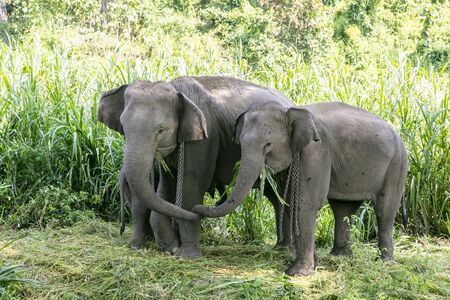 animal, asia, asian, background, beautiful, beauty, big, conservation, elephant, environment, foliage, forest, garden, grass, green, japan, jungle, landscape, large, leaf, mammal, moss, national, natural, nature, outdoor, park, plant, river, rock, safari, stone, strong, summer, thai, thailand, tourism, travel, tree, trees, tropical, trunk, water, wild, wilderness, wildlifeの写真素材