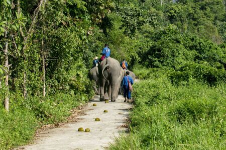 animal, asia, asian, background, beautiful, beauty, big, conservation, elephant, environment, foliage, forest, garden, grass, green, japan, jungle, landscape, large, leaf, mammal, moss, national, natural, nature, outdoor, park, plant, river, rock, safari, stone, strong, summer, thai, thailand, tourism, travel, tree, trees, tropical, trunk, water, wild, wilderness, wildlifeの写真素材