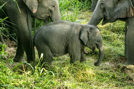 animal, asia, asian, background, beautiful, beauty, big, conservation, elephant, environment, foliage, forest, garden, grass, green, japan, jungle, landscape, large, leaf, mammal, moss, national, natural, nature, outdoor, park, plant, river, rock, safari, stone, strong, summer, thai, thailand, tourism, travel, tree, trees, tropical, trunk, water, wild, wilderness, wildlifeの写真素材