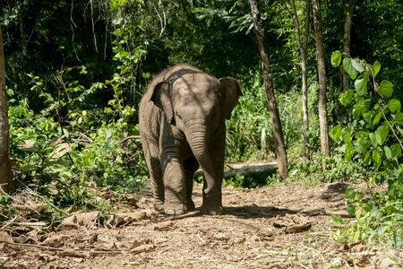 animal, asia, asian, background, beautiful, beauty, big, conservation, elephant, environment, foliage, forest, garden, grass, green, japan, jungle, landscape, large, leaf, mammal, moss, national, natural, nature, outdoor, park, plant, river, rock, safari, stone, strong, summer, thai, thailand, tourism, travel, tree, trees, tropical, trunk, water, wild, wilderness, wildlifeの写真素材